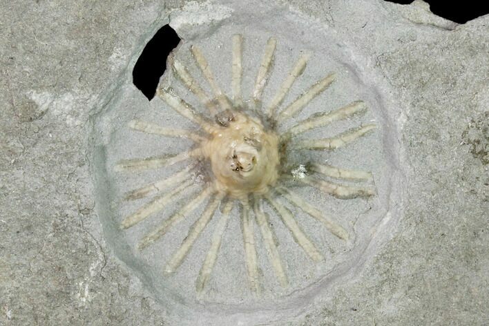Fossil Crinoid (Eretmocrinus) - Gilmore City, Iowa #157209